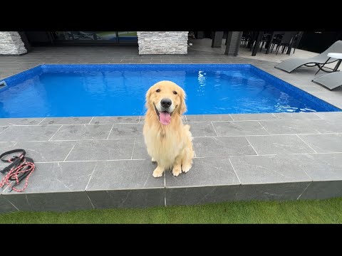 愛犬と過ごす滋賀の一棟貸しヴィラで温泉やプールを楽しもう サムネイル