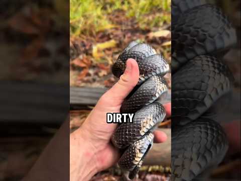 “When Nature Trolls Its Own Creations 😱” #animalfacts