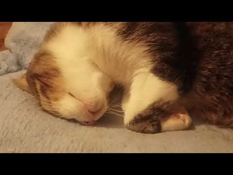 Cosa Fare Per Addormentarsi Velocemente? Guardare Gatti Che Dormono!