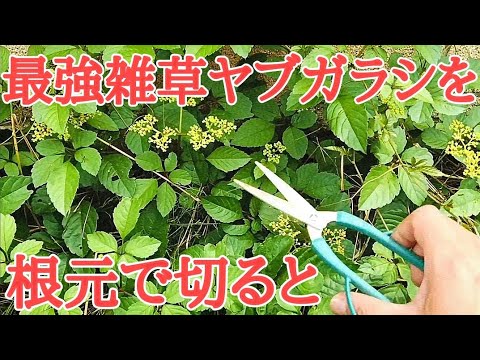 雑草対策｜除草剤や防草シート不要でヤブガラシを駆除する唯一の方法