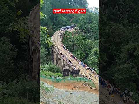 අනේ මොකද්ද ඒ උනෙ එකපාරටම #elephant #animals #viralvideo #shorts