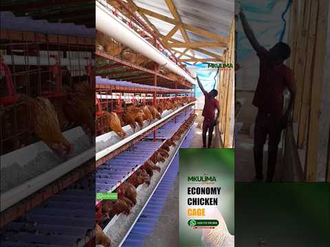 TUMIA ECONOMY CHICKEN CAGES/LOCAL KEJI KUFUGA KUKU 2026