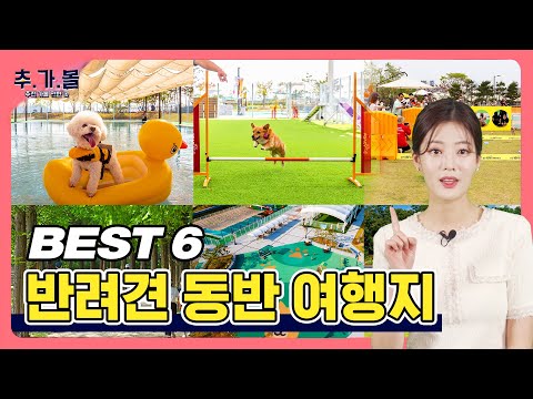 반려동물과 함께 떠나는 여름휴가 😎 ｜ 7월 추천 가볼만한 곳 Best 6