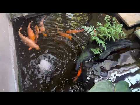 Need help with your pond? By Paul Talbot