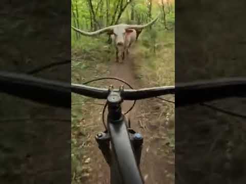 Near Miss Head On MTB Collision with a Long Horn Cow⚠️🐄