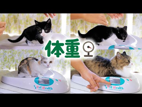 猫達の体重測定🐈🐈ついにあのボス吉が‥‼【仲良し子猫姉妹の成長記録】