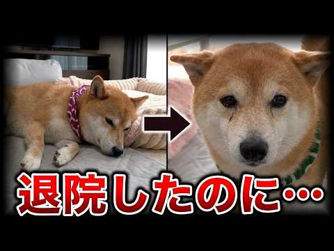 「ボクのこと嫌いなの…？」退院した兄柴犬に冷たく拒絶され、立ち直れない弟柴犬・・・