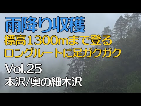 奧山ゼンマイ折りVol.25 〜雨降り収穫ロングルートに足ガクガク〜