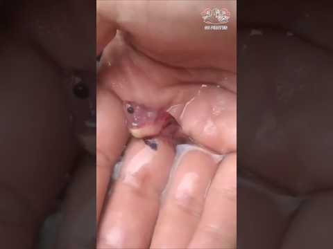 new betta variety #trending #bettafish #viralvideo #bettabreeding #bettabonsai