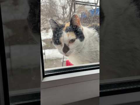 Беременная кошка