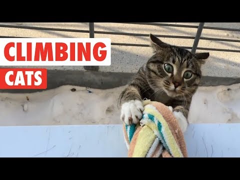 Climbing Cats | Funny Cat Compilation 2017 - UCPIvT-zcQl2H0vabdXJGcpg