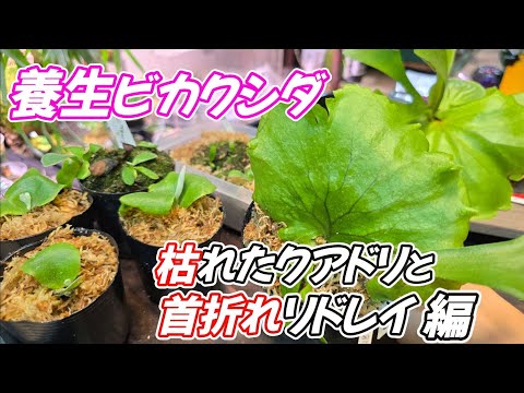 【生命力✨】我が家のビカクシダ養生株 經過報告🌱