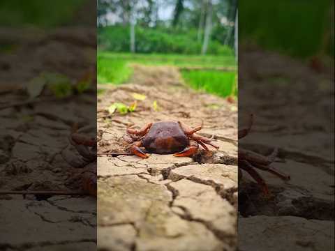 When time is up (alaska crab version) #shortvideo #crabsong