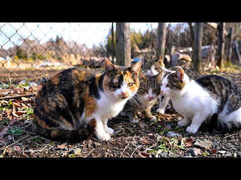 Xmasに野良猫の館に来たら三毛猫親子がうじゃうじゃ集まって来た🎅🎄