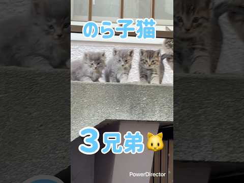 のら子猫　3兄弟🐱　#cat  #子猫  #野良猫