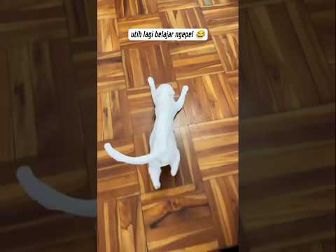 utih lagi belajar ngepel 🤣 #kucinglucu