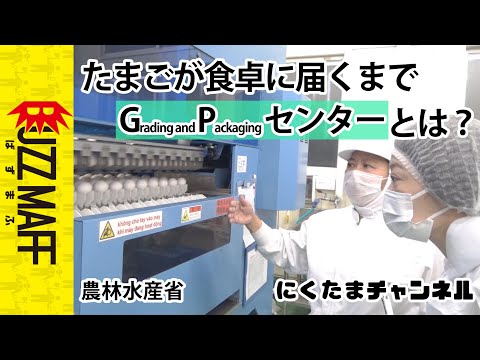 【にくたまチャンネル④】世界に羽ばたく鶏卵!たまごが食卓に届くまで