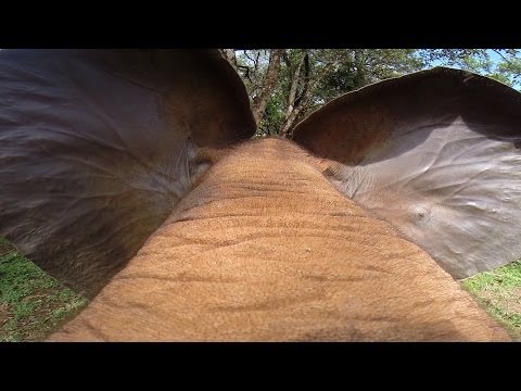 GoPro: Elephant Lunch Break - UCqhnX4jA0A5paNd1v-zEysw