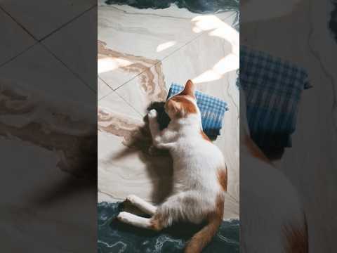#funny #shortvideo #cat #dharatisolanki #comedymovies #food#varshachoudhariofficial#cute#comedyfilms