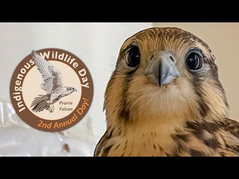 Indigenous Wildlife Day | Prairie Falcons