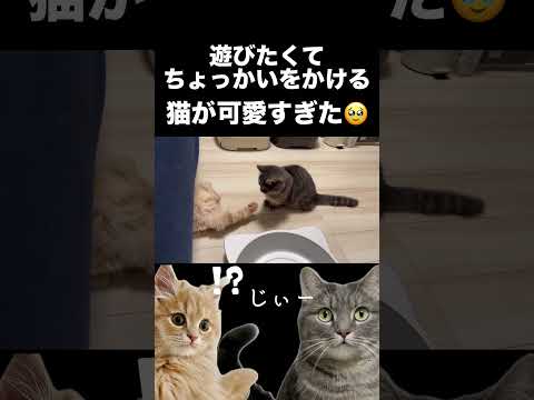猫のかわいいかまちょ声を紹介します サムネイル