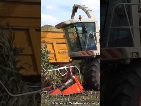 Mais Silage | Claas Jaguar 870 + Fendt | Donkersgoed | 2023