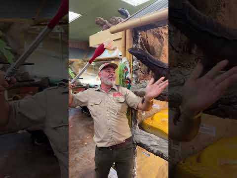 Having fun with Gilly the Black Dragon🐲 Follow Me Here!!

Meet Me Here_ https_//linktr.ee/thereptilezoo
Facebook_ https_//www.facebook.com/p