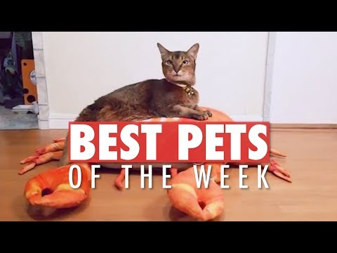 Best Pets of the Week | March 2018 Week 3 - UCPIvT-zcQl2H0vabdXJGcpg