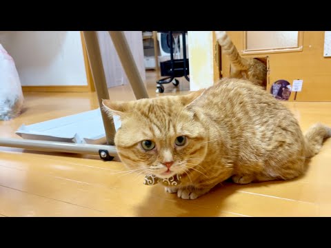 突然の雷と豪雨に驚いた猫たちの反応が...