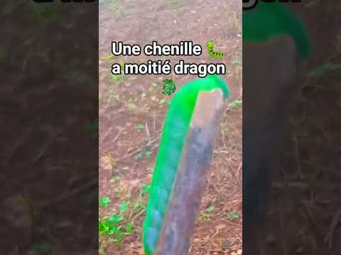 the mysterious dragon🐉 caterpillar 🐛