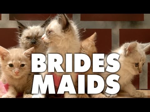 Bridesmaids (Cute Kitten Version) - UCPIvT-zcQl2H0vabdXJGcpg