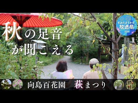 【すみだまちかど放送局】向島百花園 萩まつり #132