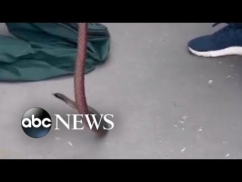 Snake catcher finds poisonous snake under trash bin