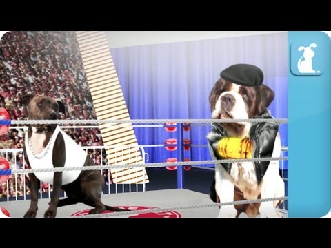 Pet vs Pet Rap Battle Tournament Round 2 / Pitbull vs. Saint Bernard (FO REALZ) - UCPIvT-zcQl2H0vabdXJGcpg