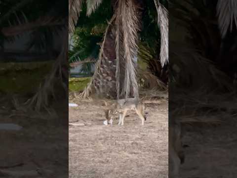 Coyote in living area. And strange house #coyote #wildlife #animal #nature #architecture #shorts