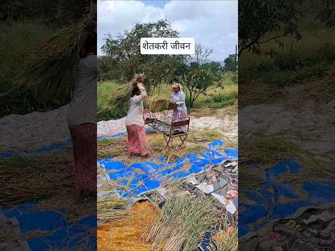 🌾हेच आहे आमचं सुखं🍀✨🌾 शेतकरी जिवन '#शेतकरी #maharashtra #shorts #video #song #viral #baliraja #farm