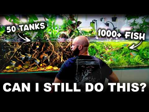 A Realistic Day In My 50 Aquarium, 1000's of Fish Studio