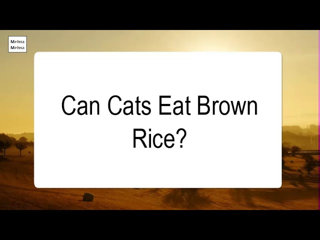 can-cats-eat-brown-rice-hayfarmguy