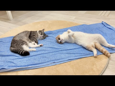 冷感シーツを敷いてみたら気持ち良すぎて猫たちが秒でこうなっちゃいました…