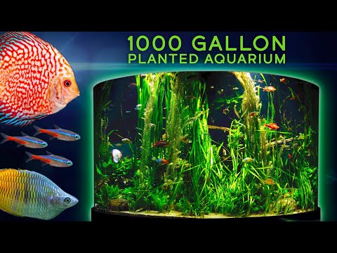 1000 Gallon Planted Aquarium — MESMERIZING Commu Journey into an extraordinary 1000 gallon aquascape.

Support me on Patreon_ https_//www.patreon.com