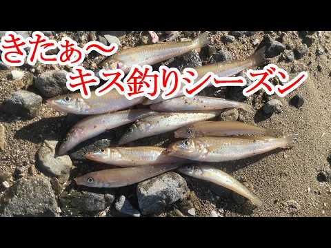 【キス釣調査】今年の様子はどうだ？岡山県でキス釣り！＠釣りに行こうか