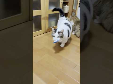 猫の動画サムネイル - 犯人は現場に戻る