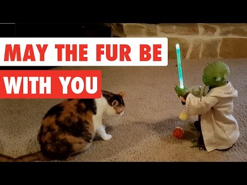 May The Fur Be With You | Funny Star Wars Pet Video Compilation Edition 2017 - UCPIvT-zcQl2H0vabdXJGcpg