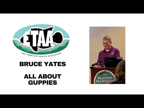 All About Guppies w/ Guppy Breeder Bruce Yates at  Video of the ETAA August Meeting with a presentation by Bruce Yates.


🐟🐟🐟🐟🐟🐟🐟