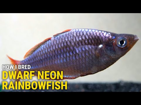 How I Bred Dwarf Neon Rainbowfish at Home In this video I'll cover my approach to sexing, breeding, and raising Melanotaenia Praecox, also kno