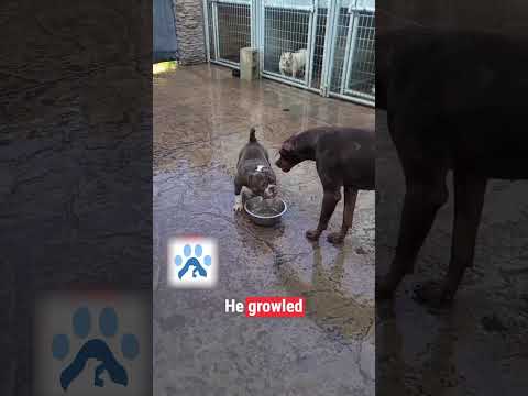 Doberman Vs American Bully Face-Off #dogfight  #funny