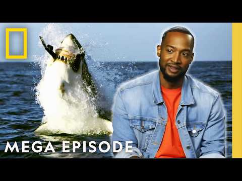Sharkfest 2025: Viral, Supersized & Baby Sharks | MEGA EPISODE | National Geographic