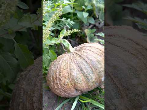 How to Grow Giant Pumpkins at Home 🎃