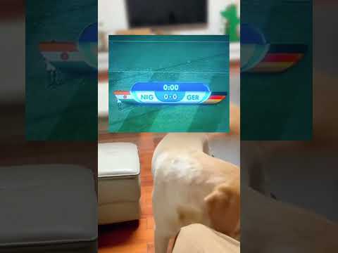 #memes #story #dog #shorts #pets