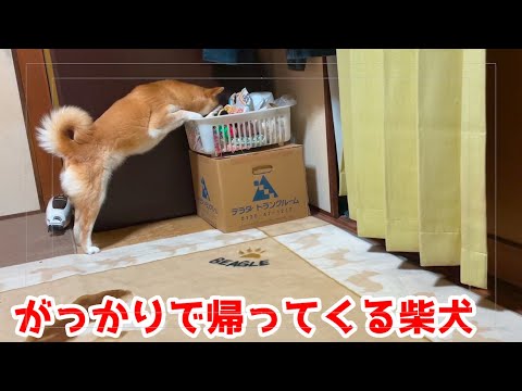 目当てのおもちゃがなくて少ししょんぼりしてる柴犬